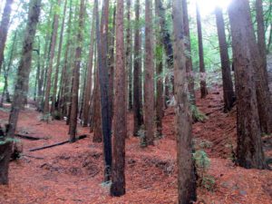 Sabbaticalling the shit out of these trees